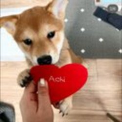 achi logo achi crypto logo