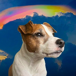 ADOPT logo ADOPT crypto logo