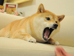 Angry Doge crypto logo