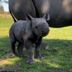 Azizi logo Azizi crypto logo