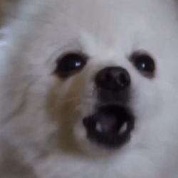 Barking Dog crypto logo