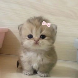 Bibi logo Bibi crypto logo