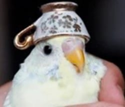 birb logo birb crypto logo