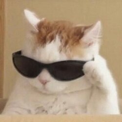 BluffCat logo BluffCat crypto logo