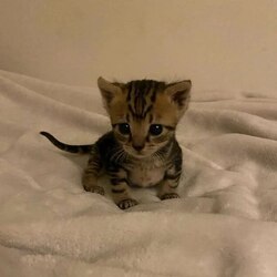 Bobby logo Bobby crypto logo