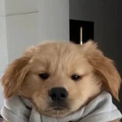 brodogcoin logo brodogcoin crypto logo