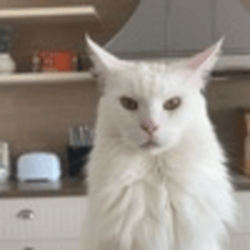 Bueno logo Bueno crypto logo