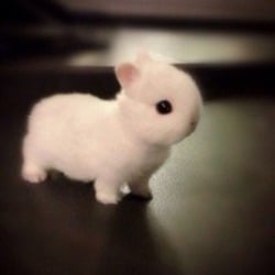 bunicoin logo bunicoin crypto logo