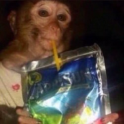 Caprisun Monkey logo Caprisun Monkey crypto logo