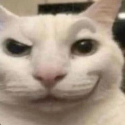 catty crypto logo