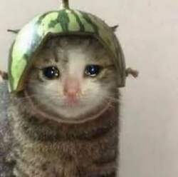 CATWIFMELON logo CATWIFMELON crypto logo