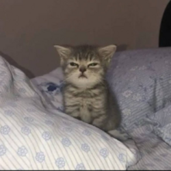 chibi logo chibi crypto logo