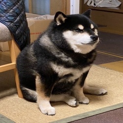 Dark Cheems logo Dark Cheems crypto logo