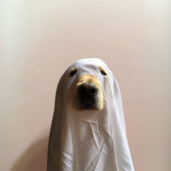 definitely a cat logo definitely a cat crypto logo