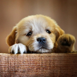 Doggy Needs Friend logo Doggy Needs Friend crypto logo