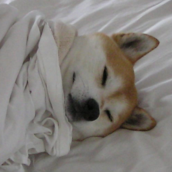 Dogsheetcoin crypto logo