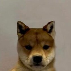 dogwifouthat logo dogwifouthat crypto logo