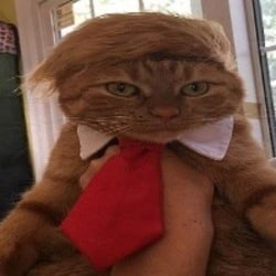 DONALDCAT logo DONALDCAT crypto logo