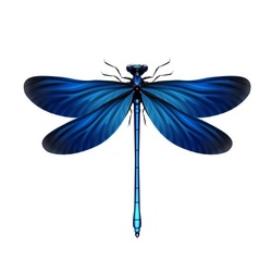 Dragon Fly logo Dragon Fly crypto logo