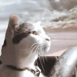 Driftin Cat logo Driftin Cat crypto logo