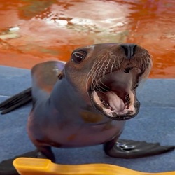 茄子 (Eggplant) crypto logo