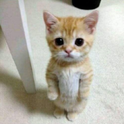 EL GATO logo EL GATO crypto logo