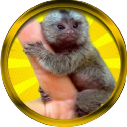 Finger Monkey logo Finger Monkey crypto logo
