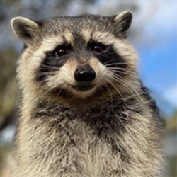 First Convicted Raccoon logo First Convicted Raccoon crypto logo