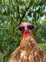 Gallo the Hen logo Gallo the Hen crypto logo