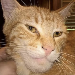 Giga Cat logo Giga Cat crypto logo