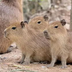 Ging Gong Kaew logo Ging Gong Kaew crypto logo