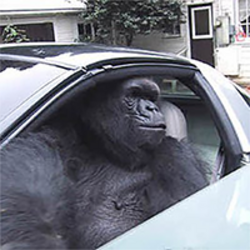 Gorilla In A Coupe crypto logo