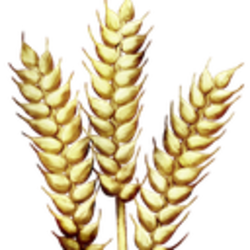 Grain crypto logo