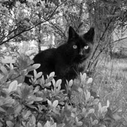 Himitsu logo Himitsu crypto logo