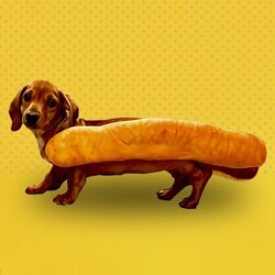 Hot Doge logo Hot Doge crypto logo