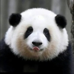 HUA HUA logo HUA HUA crypto logo