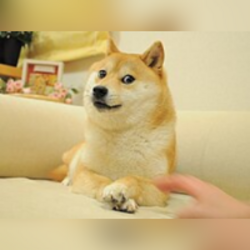 Kabosu on SOL logo Kabosu on SOL crypto logo