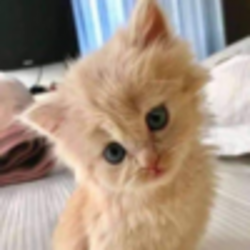 kiki (SOL) logo kiki (SOL) crypto logo