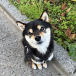 Kotanosuke (豆柴) crypto logo