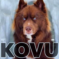 Kovu logo Kovu crypto logo