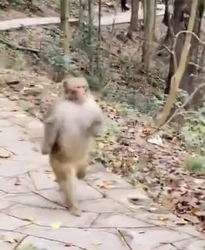 LAIFU logo LAIFU crypto logo