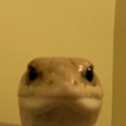 Leonard The Lizard logo Leonard The Lizard crypto logo