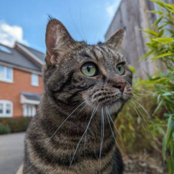 Lola Cat logo Lola Cat crypto logo