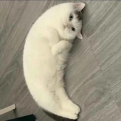 Mooncat logo Mooncat crypto logo