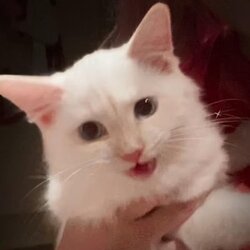 Mr Mayonnaise the Cat logo Mr Mayonnaise the Cat crypto logo