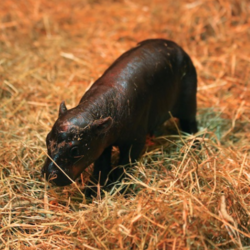 New Born Haggis Pygmy Hippo crypto logo