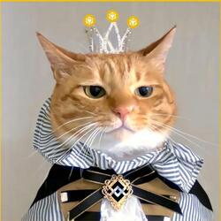 NianNian crypto logo