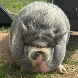 Nikepig logo Nikepig crypto logo