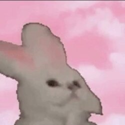 nod cat logo nod cat crypto logo