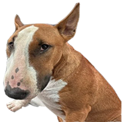 Nose Bud crypto logo